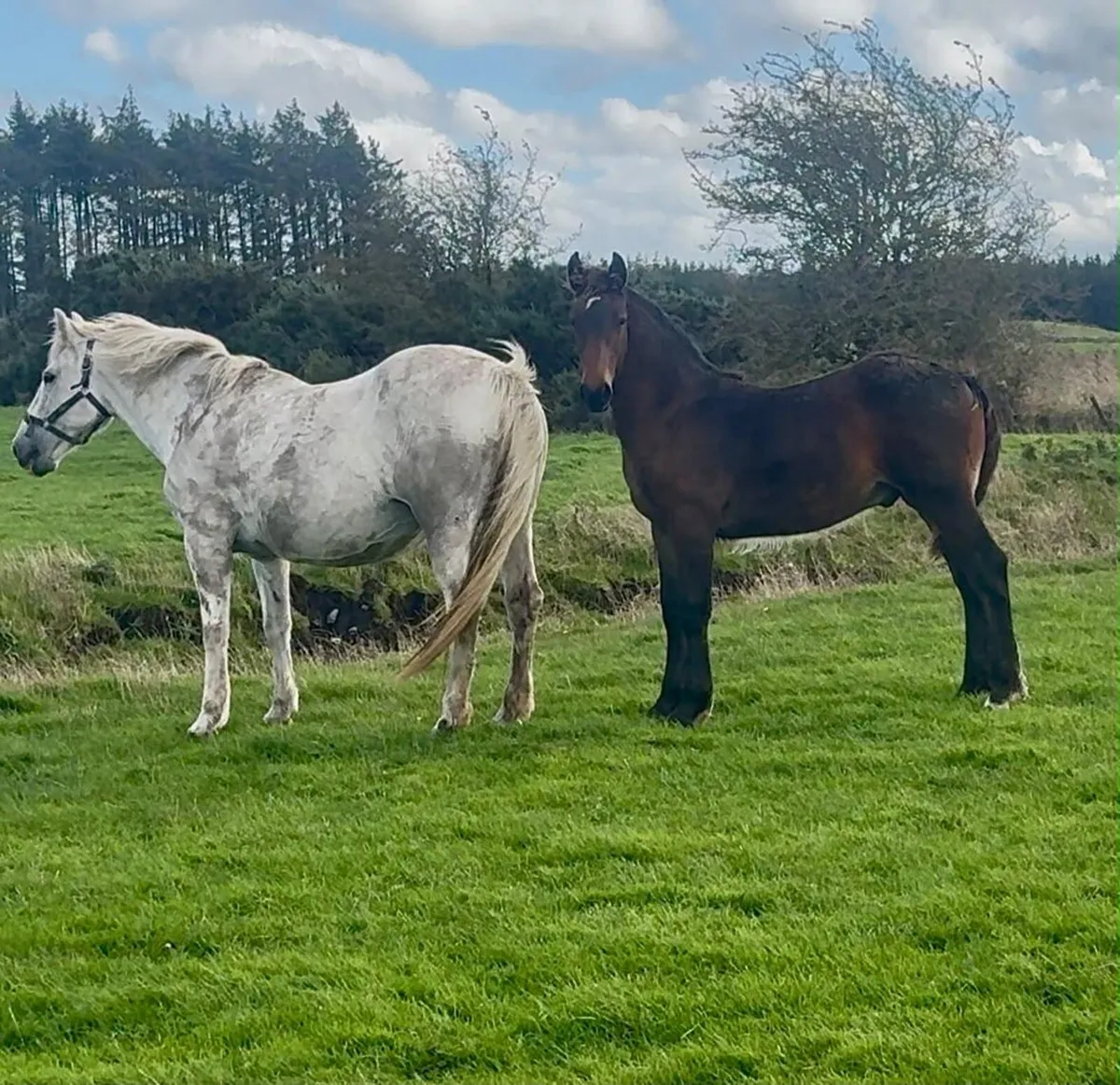 Colt foal - Image 3