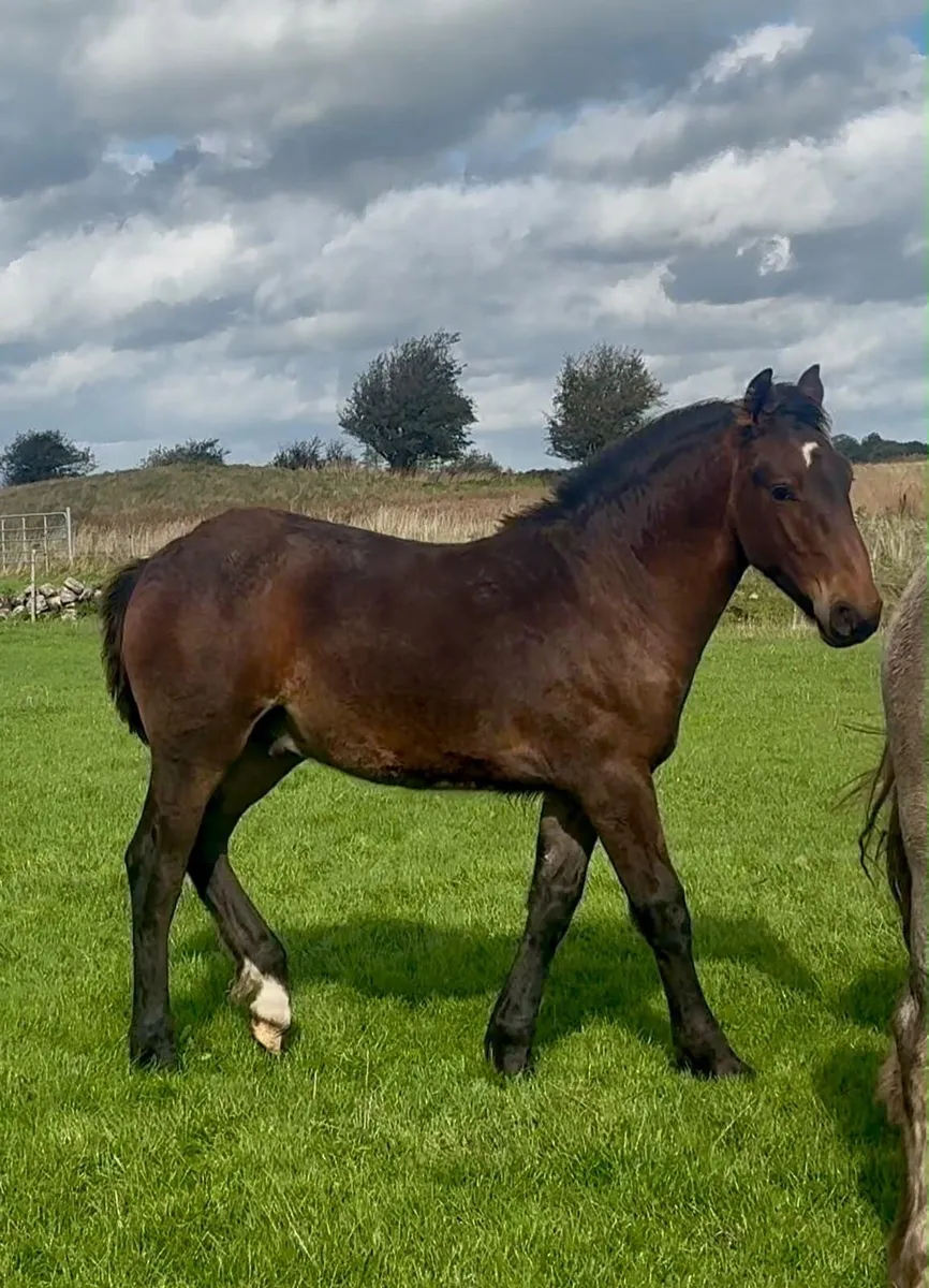 Colt foal - Image 4