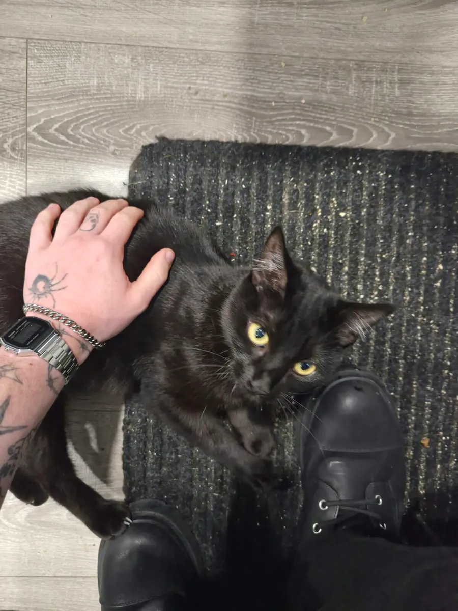 Two Cats - Image 3