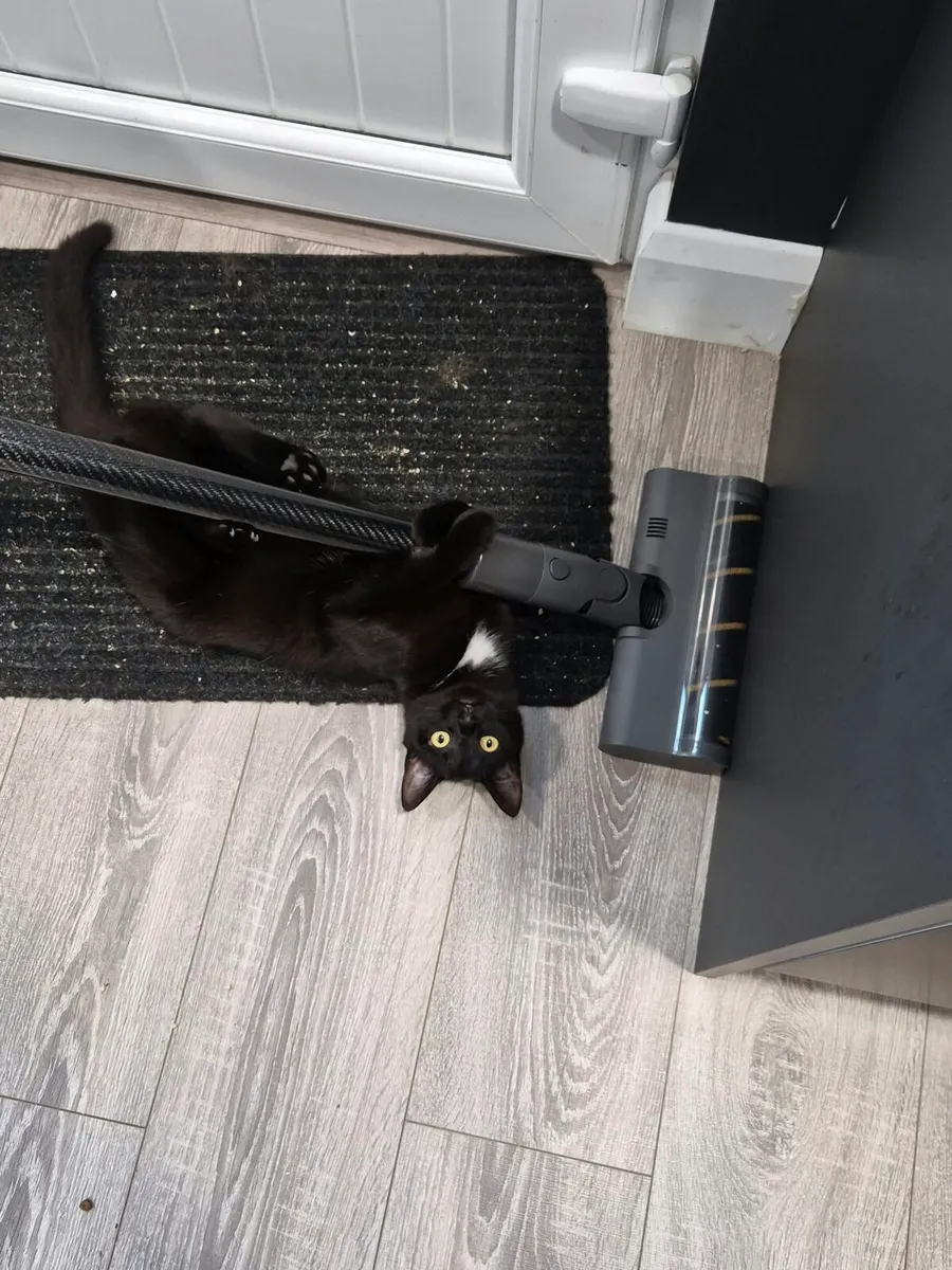 Two Cats - Image 4