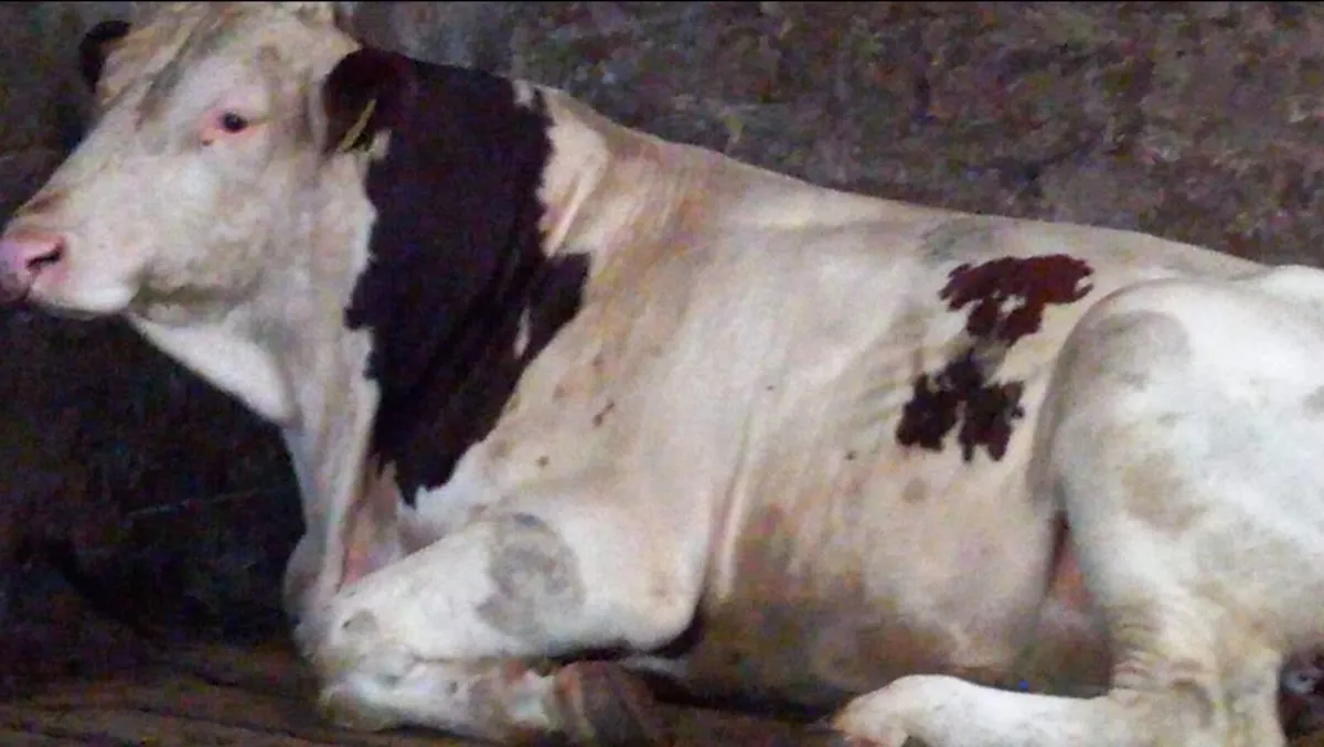 Bull