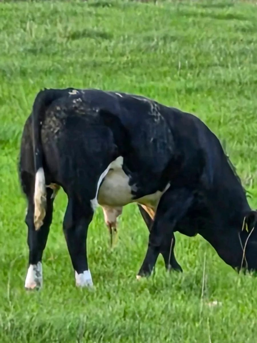 Weanling bulls - Image 1