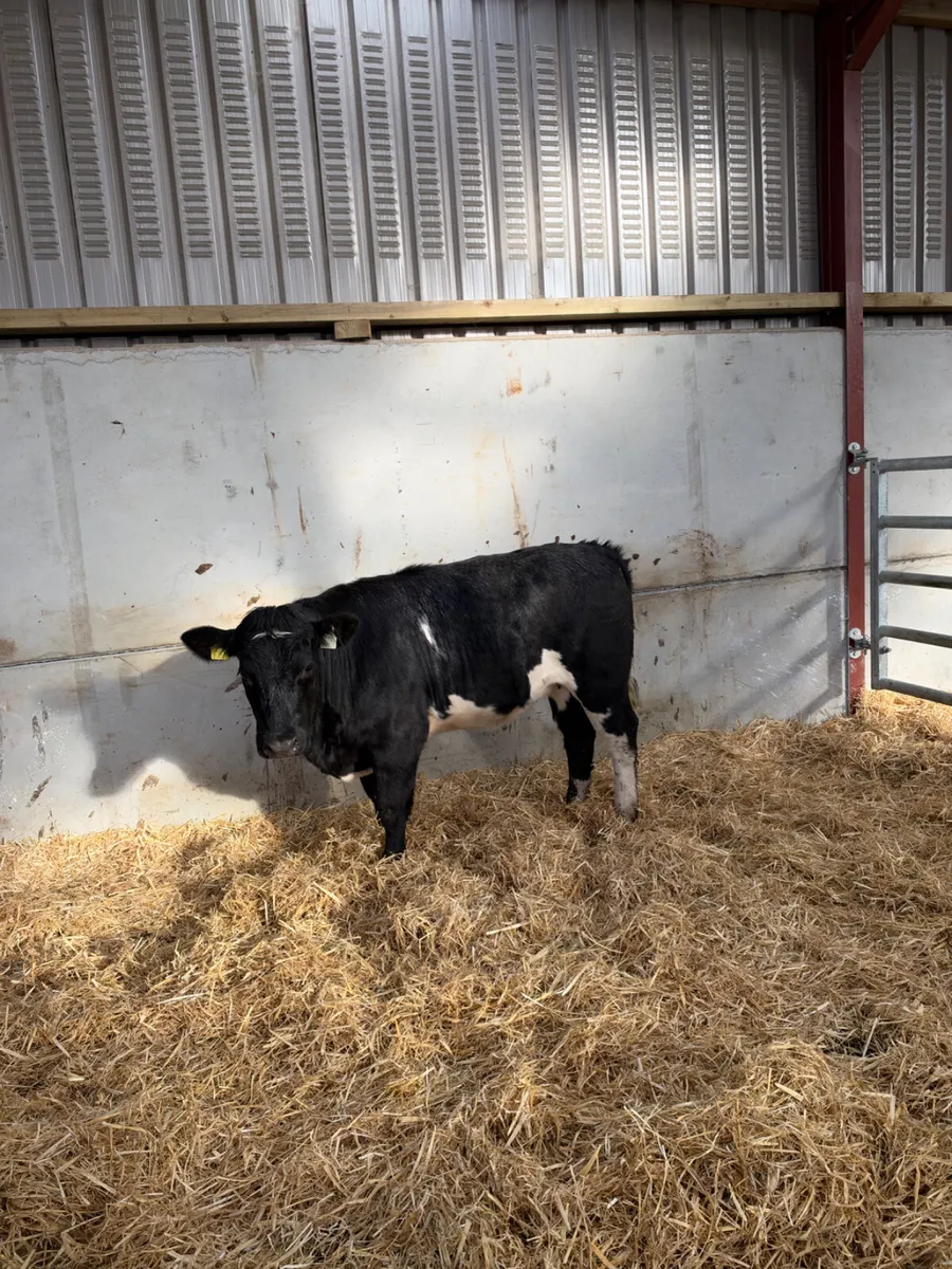 Cow maker - Image 2