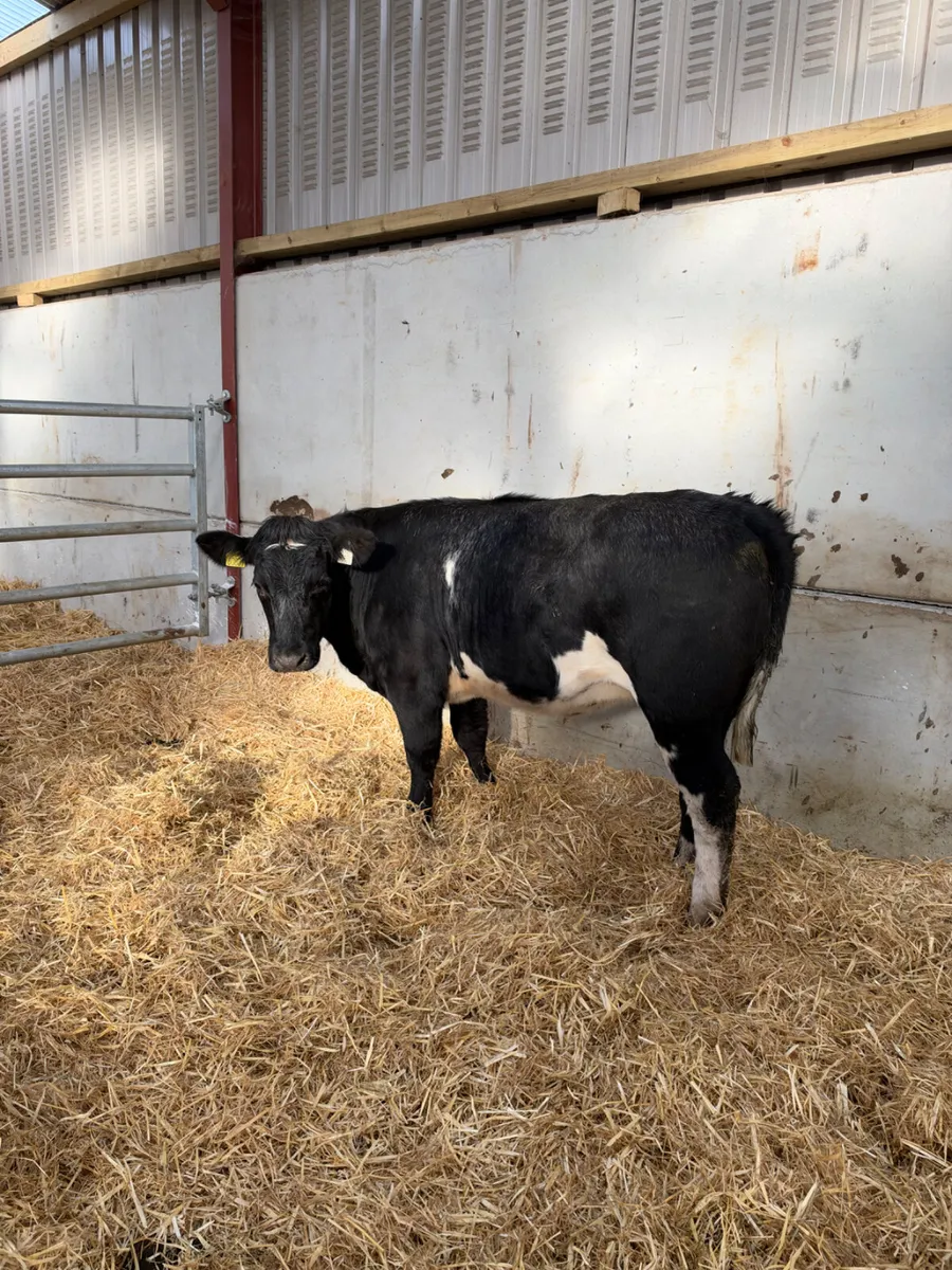 Cow maker - Image 4