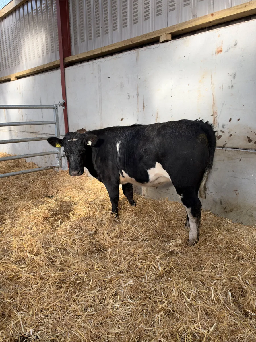 Cow maker - Image 3