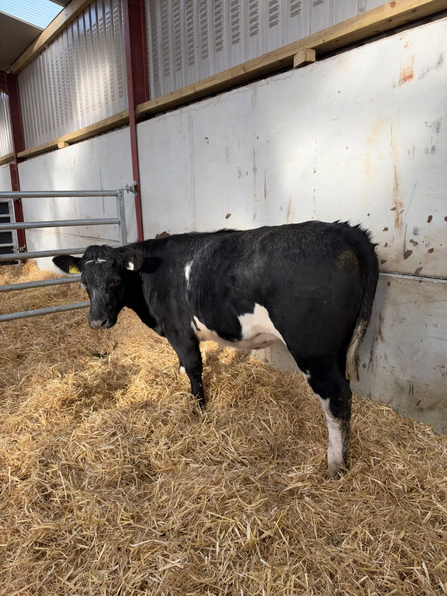 Cow maker - Image 1