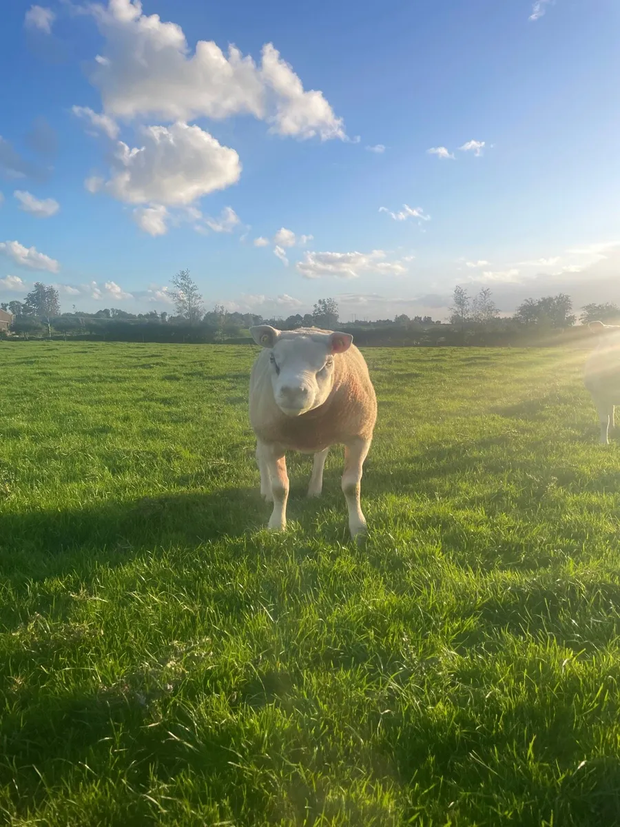 Purebred register texel ram 5⭐️5⭐️ - Image 1