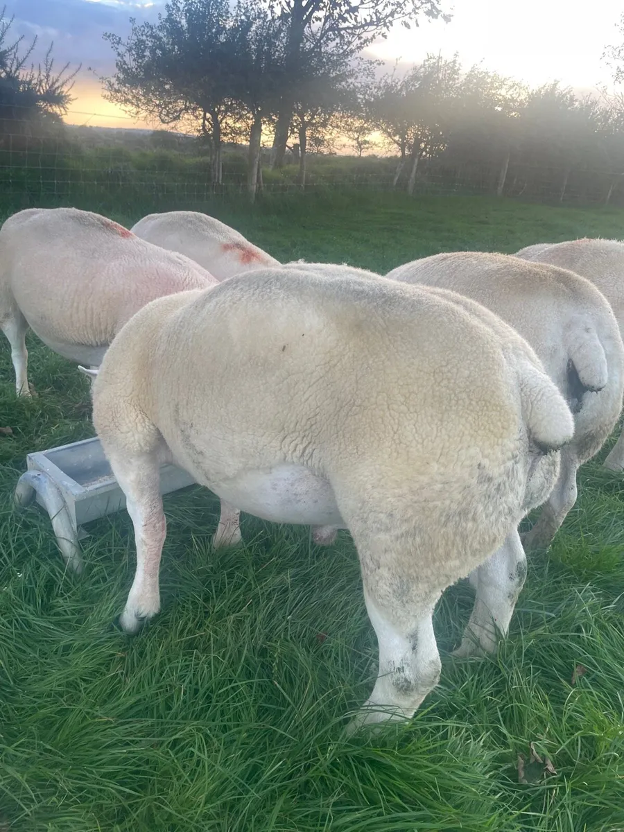 Purebred register texel ram 5⭐️5⭐️ - Image 3