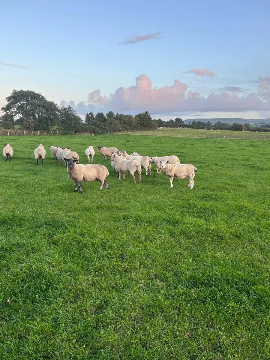 Two year old breeding Ewes - Image 1