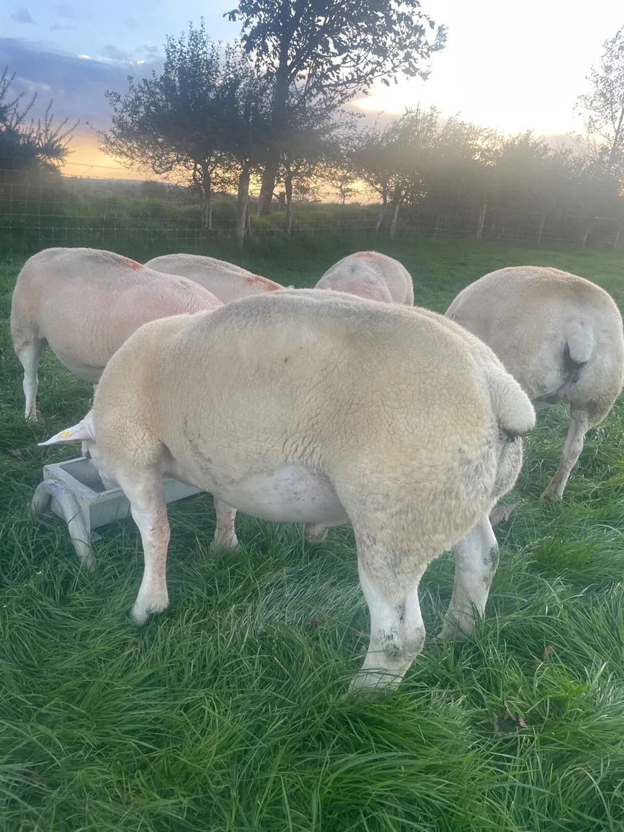 Purebred register texel ram 5⭐️5⭐️ - Image 4