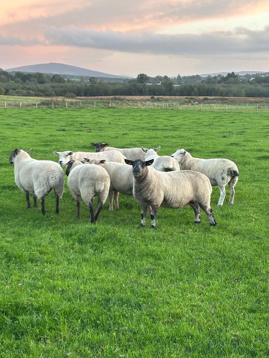 Two year old breeding Ewes - Image 3