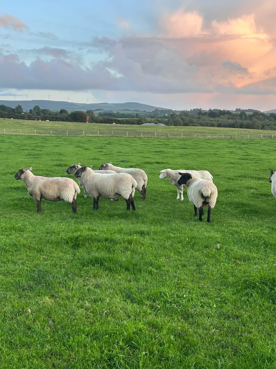 Two year old breeding Ewes - Image 4