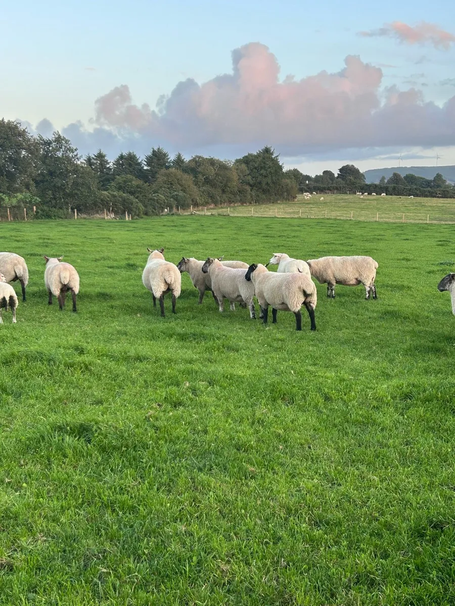 Two year old breeding Ewes - Image 2