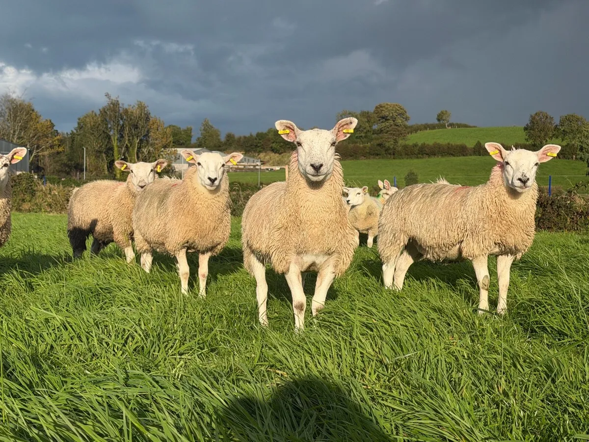 Ewe Lambs - Image 1