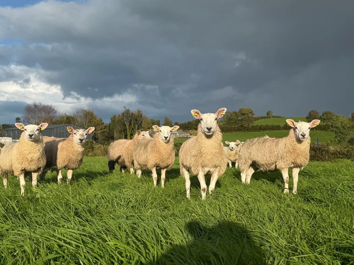 Ewe Lambs - Image 2