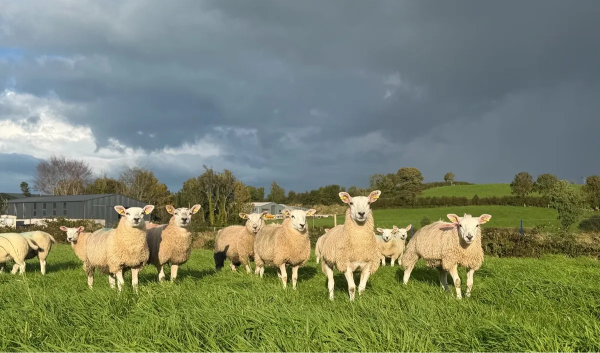 Ewe Lambs - Image 3