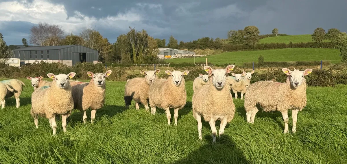 Ewe Lambs - Image 4