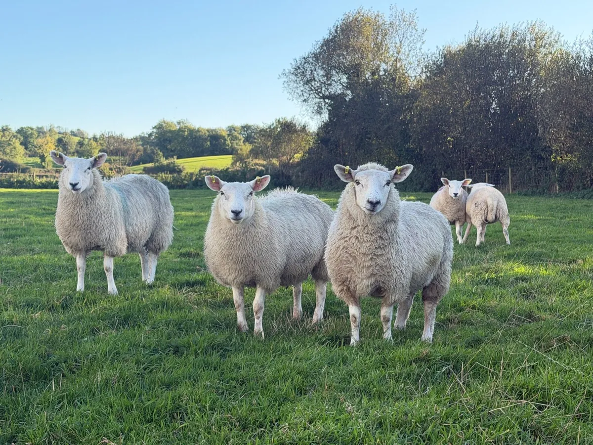 Ewe lambs - Image 4