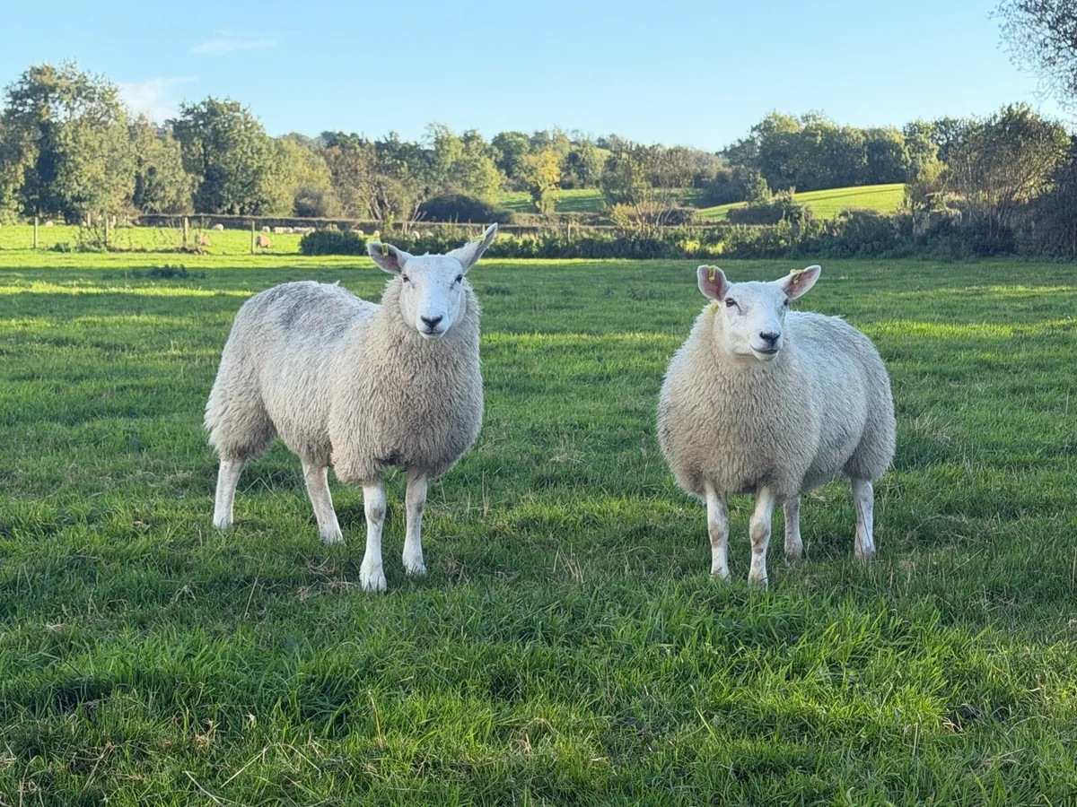 Ewe lambs - Image 2