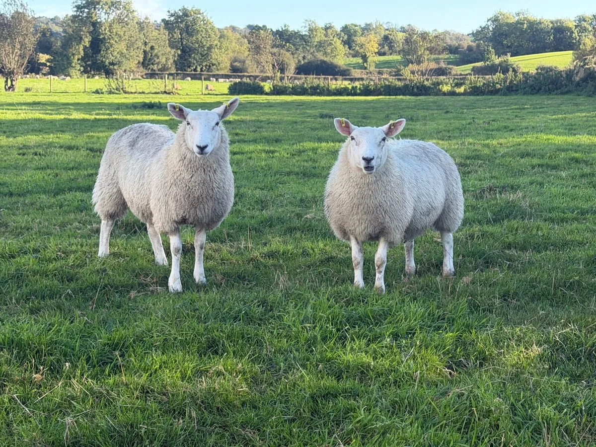 Ewe lambs - Image 3