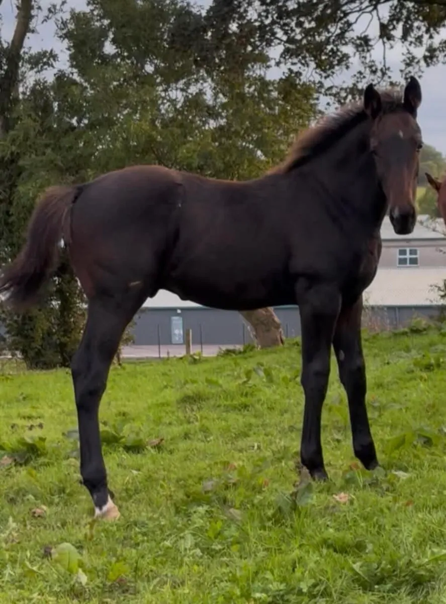 Colt foal well bred - Image 1