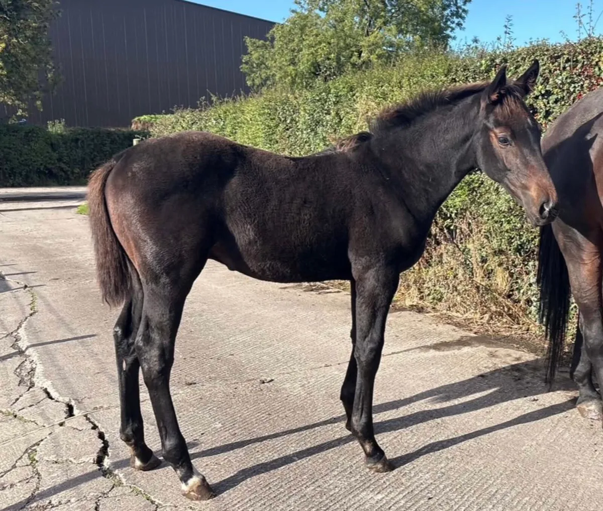 Colt foal well bred - Image 4