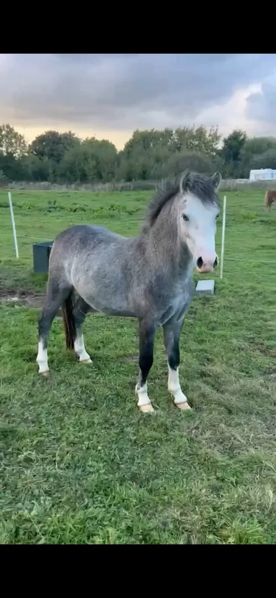 *UNICORN show pony*Welsh 2 years colt pony - Image 1