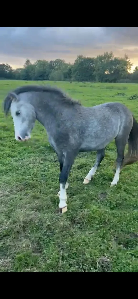 *UNICORN show pony*Welsh 2 years colt pony - Image 4