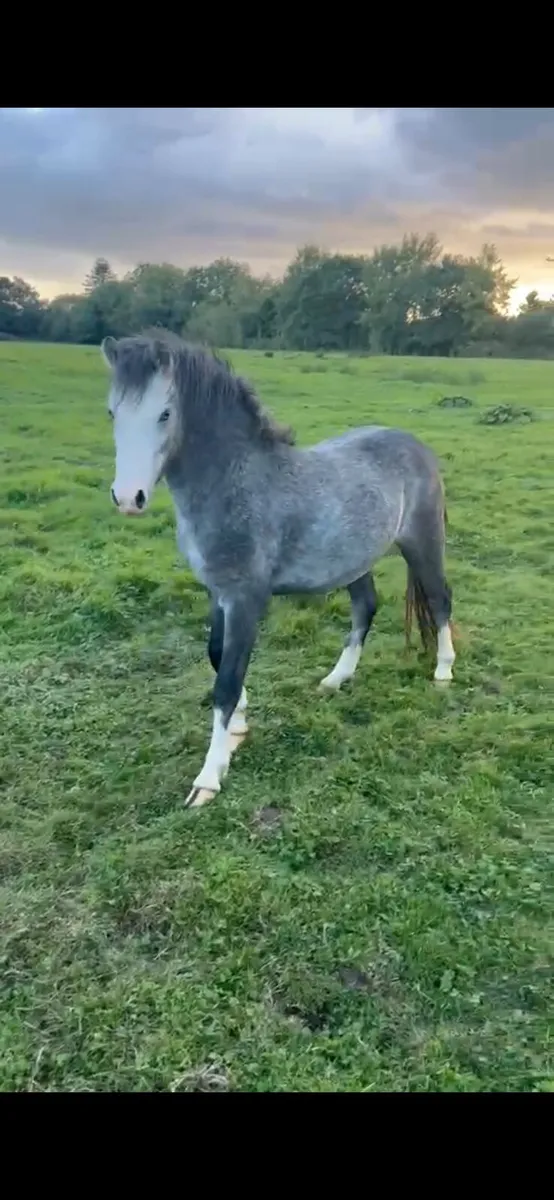 *UNICORN show pony*Welsh 2 years colt pony - Image 3