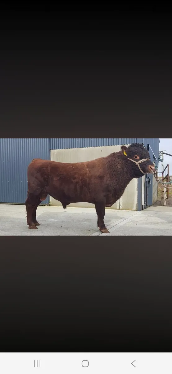 ⭐️ Dexter Heifer ⭐️ - Image 3