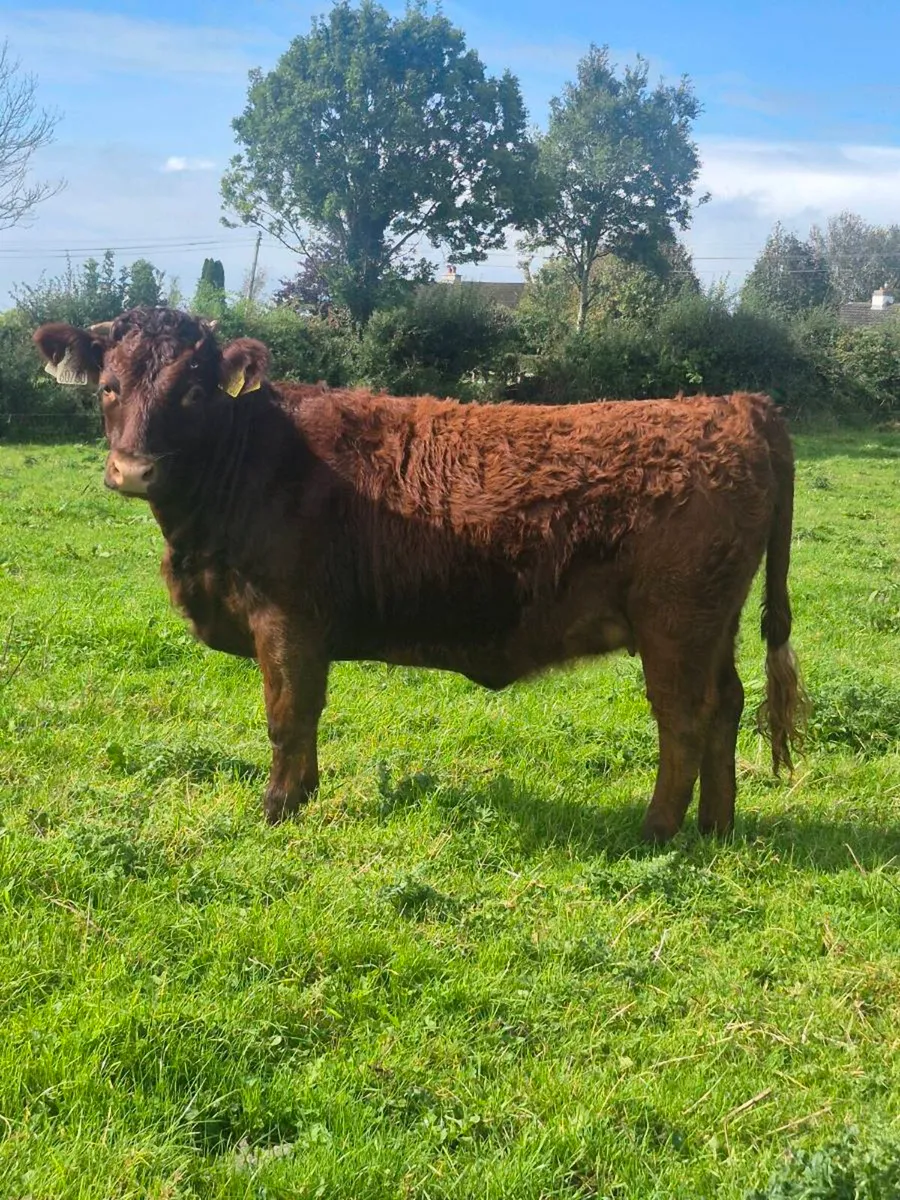 ⭐️ Dexter Heifer ⭐️ - Image 1