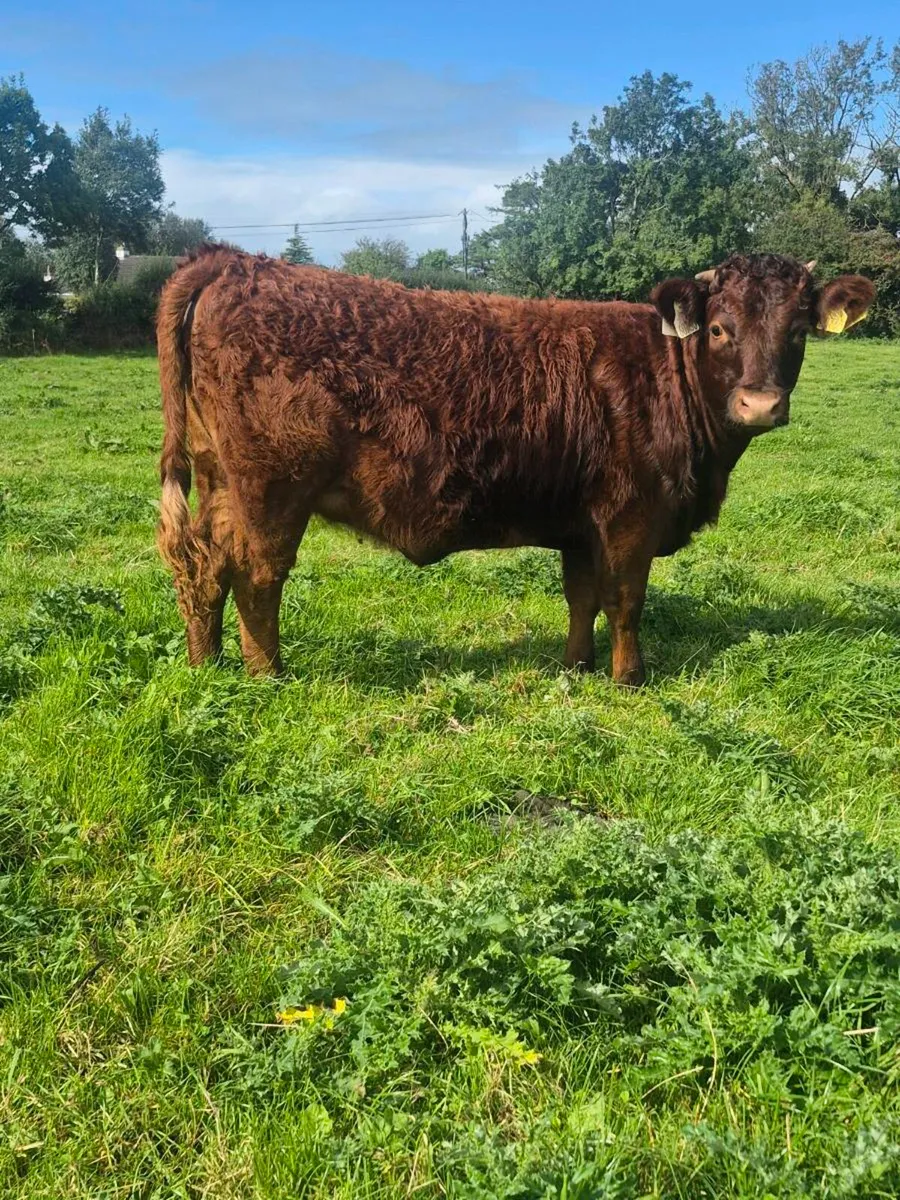 ⭐️ Dexter Heifer ⭐️ - Image 2