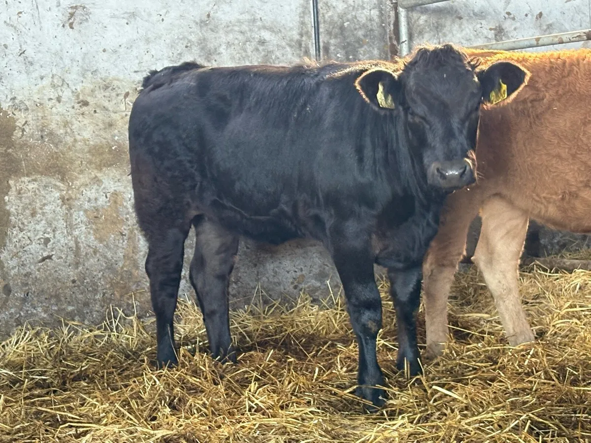 4 suckler breed limousine heifer weanlings - Image 2