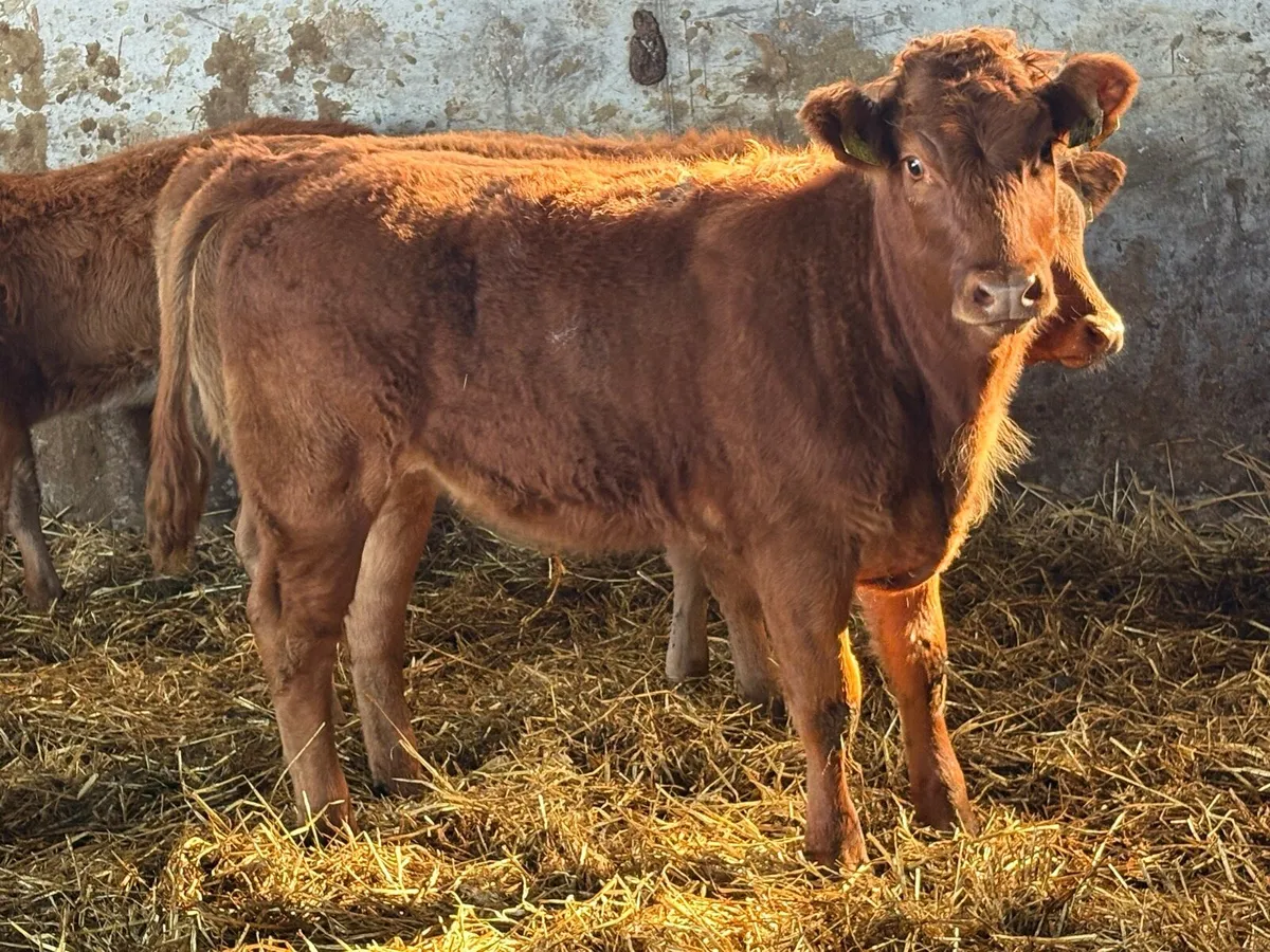 4 suckler breed limousine heifer weanlings - Image 3