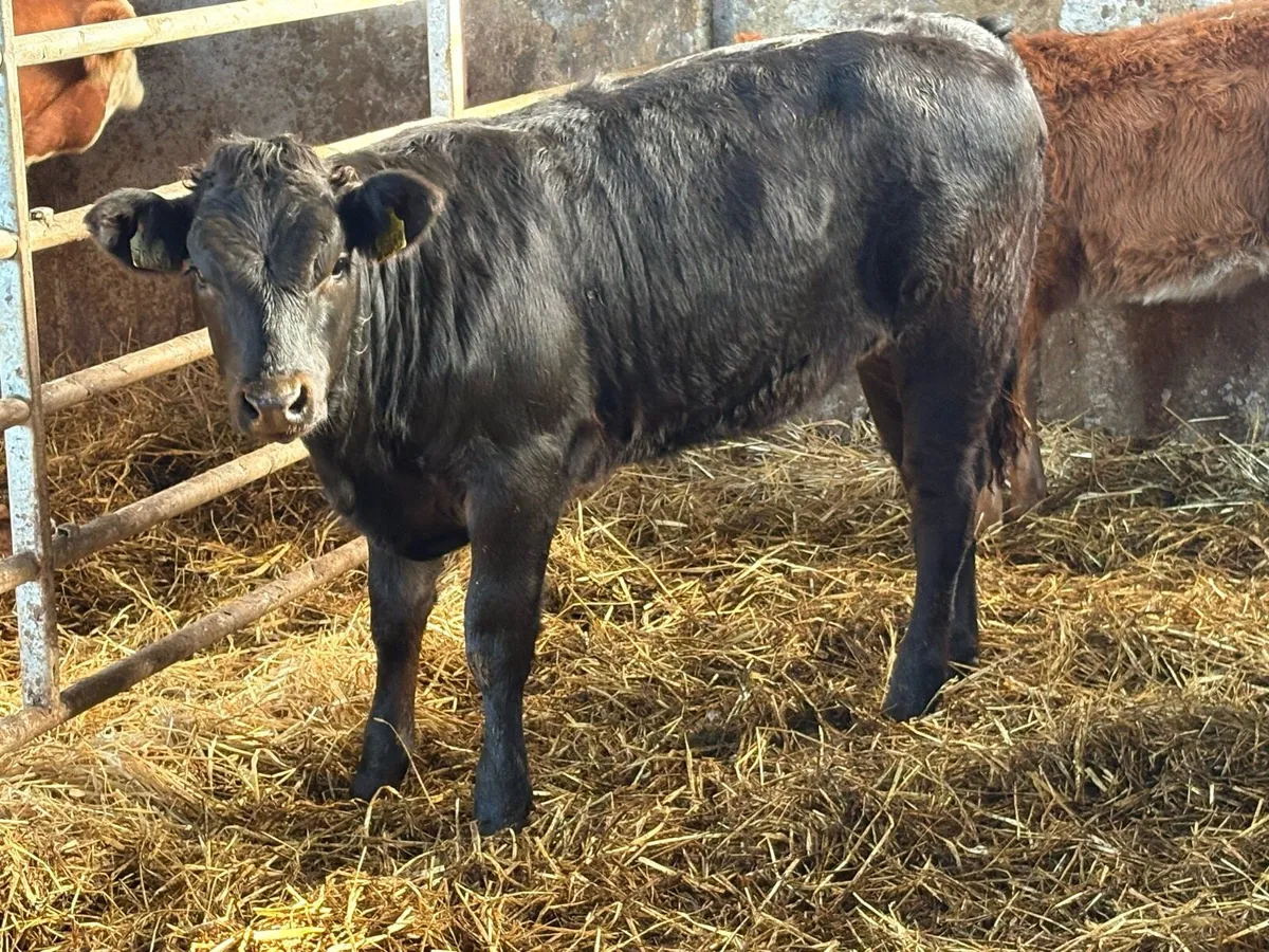 4 suckler breed limousine heifer weanlings - Image 4