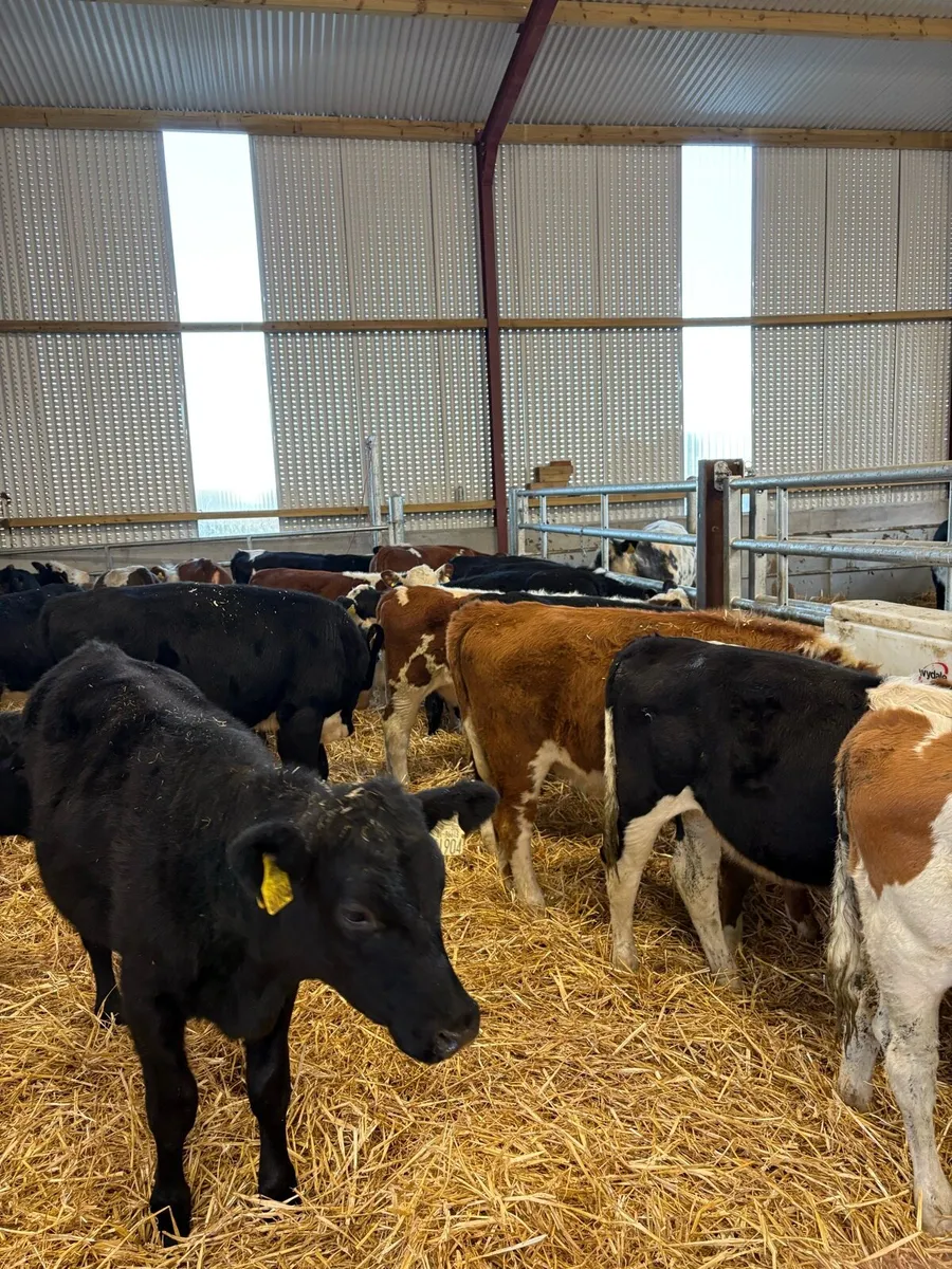 20 smashing 220kg Weanling heifers 🔥 - Image 1