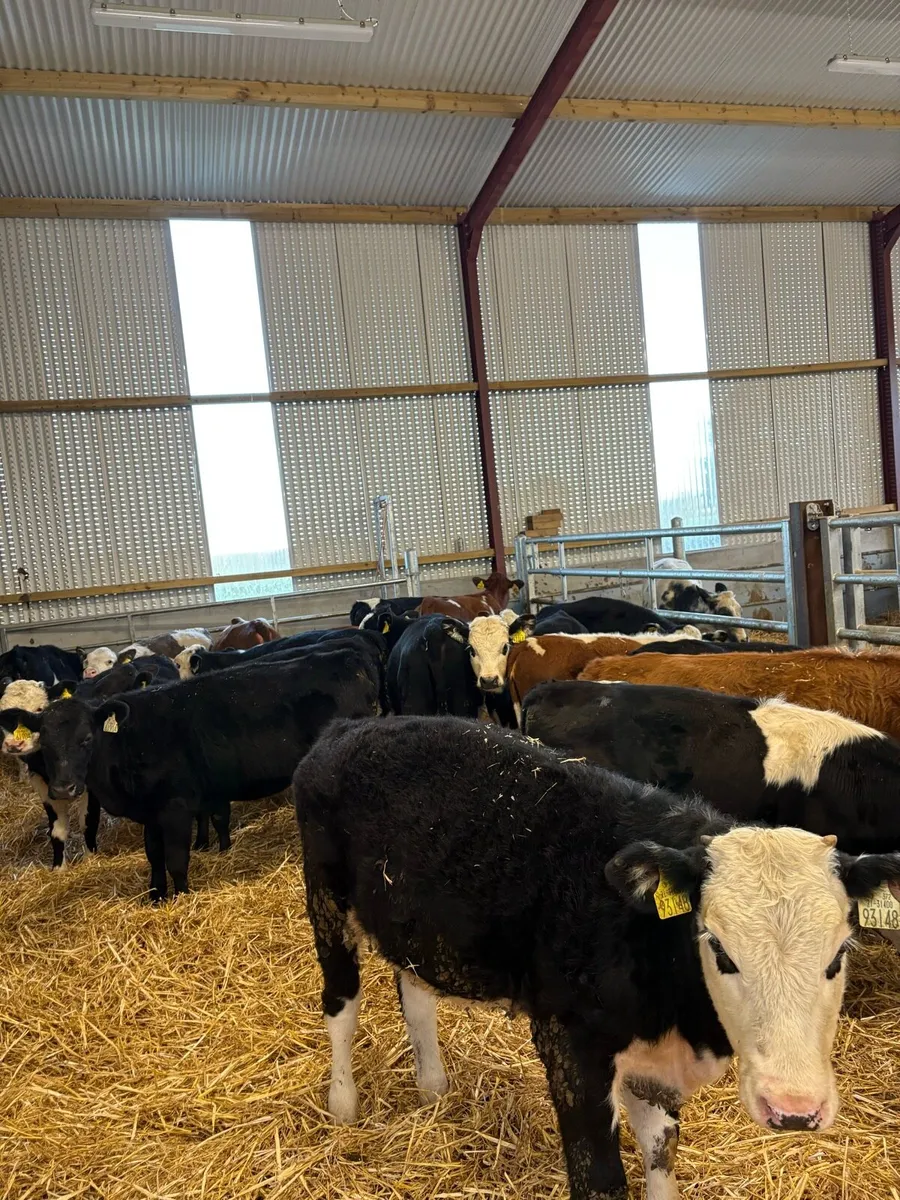 20 smashing 220kg Weanling heifers 🔥 - Image 2