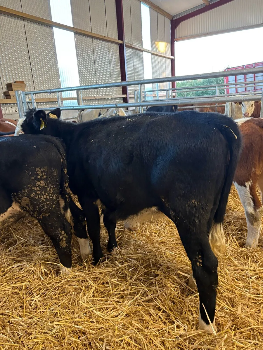 20 smashing 220kg Weanling heifers 🔥 - Image 3