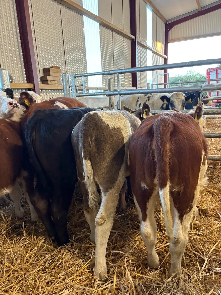 20 smashing 220kg Weanling heifers 🔥 - Image 4