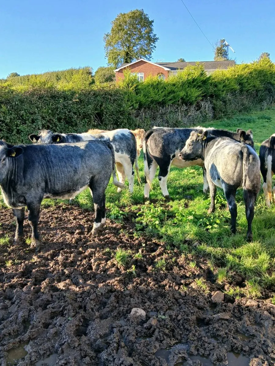 Cattle - Image 1