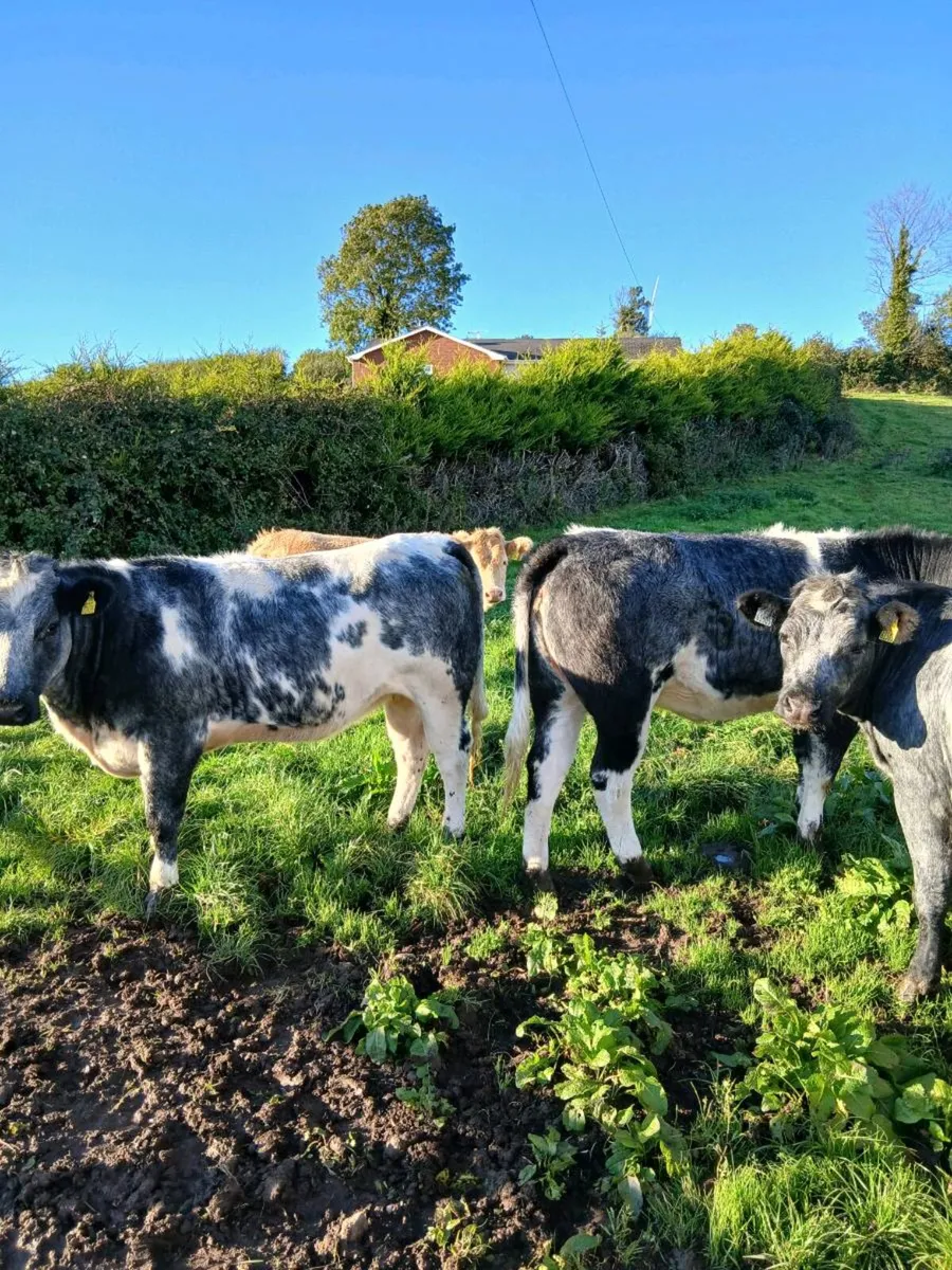 Cattle - Image 2