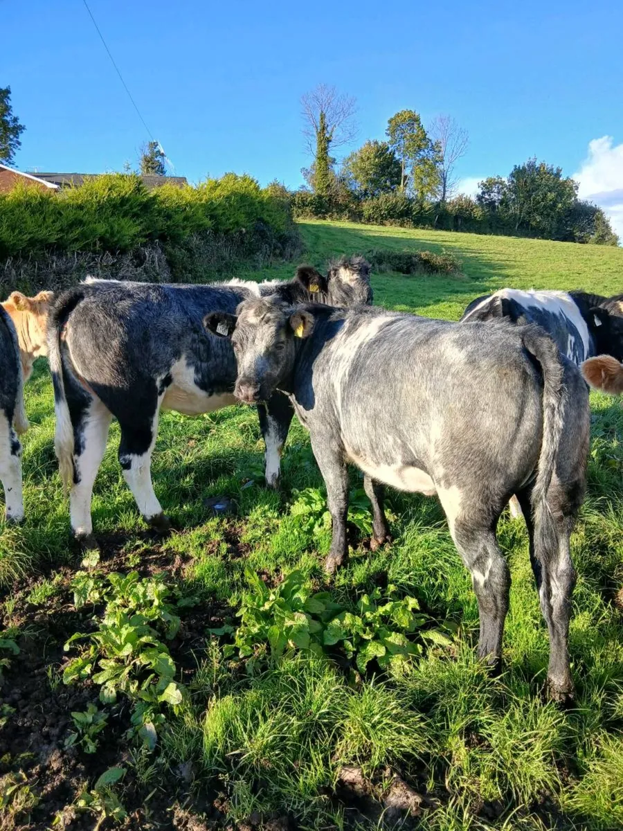 Cattle - Image 3