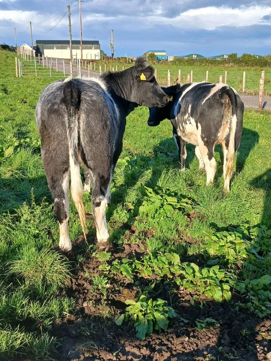 Cattle - Image 4