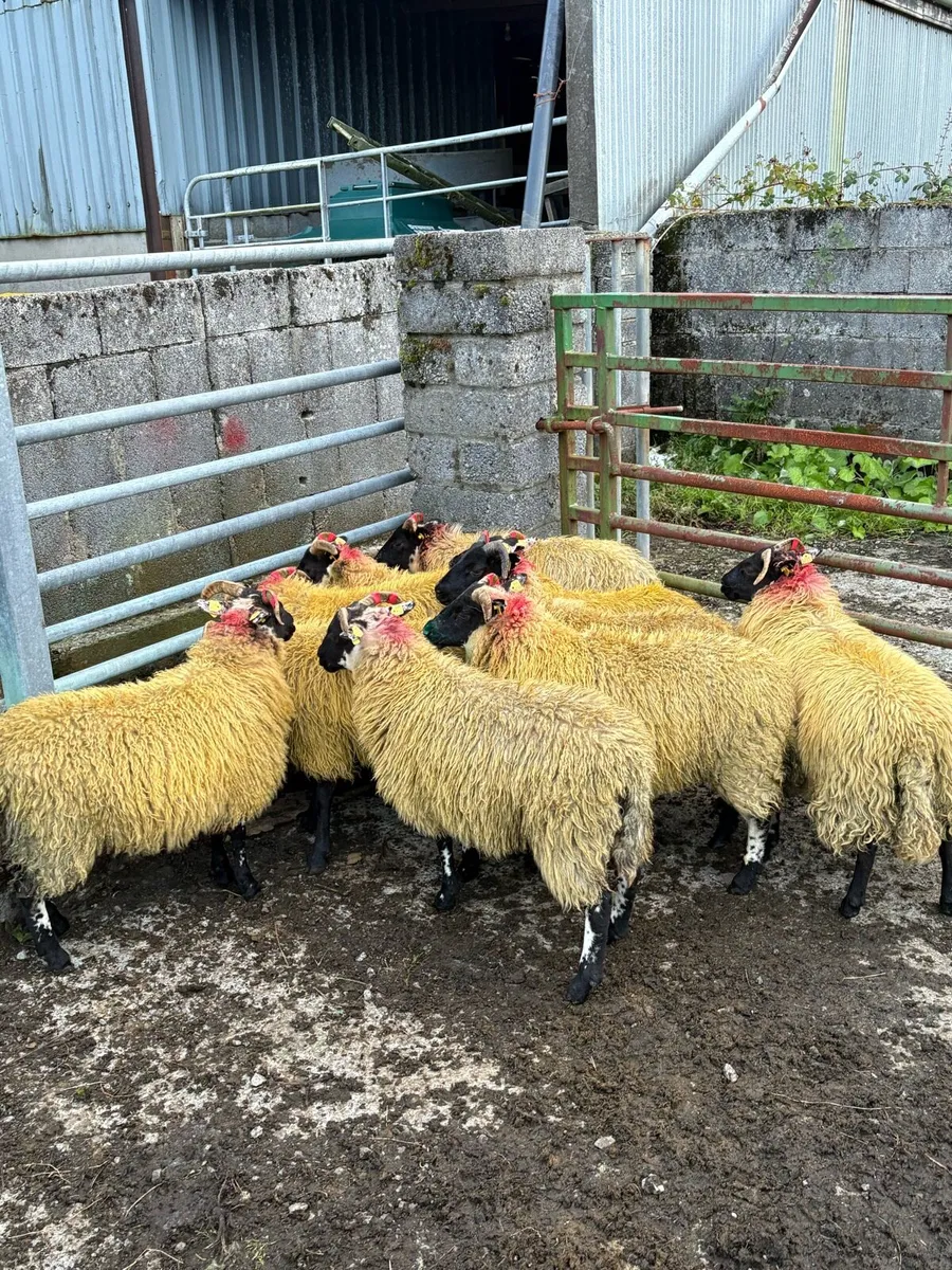Lanark Cross Ewe Lambs - Image 2