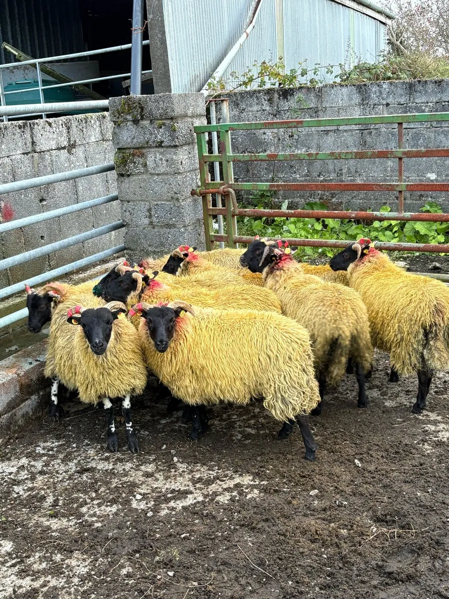 Lanark Cross Ewe Lambs - Image 1