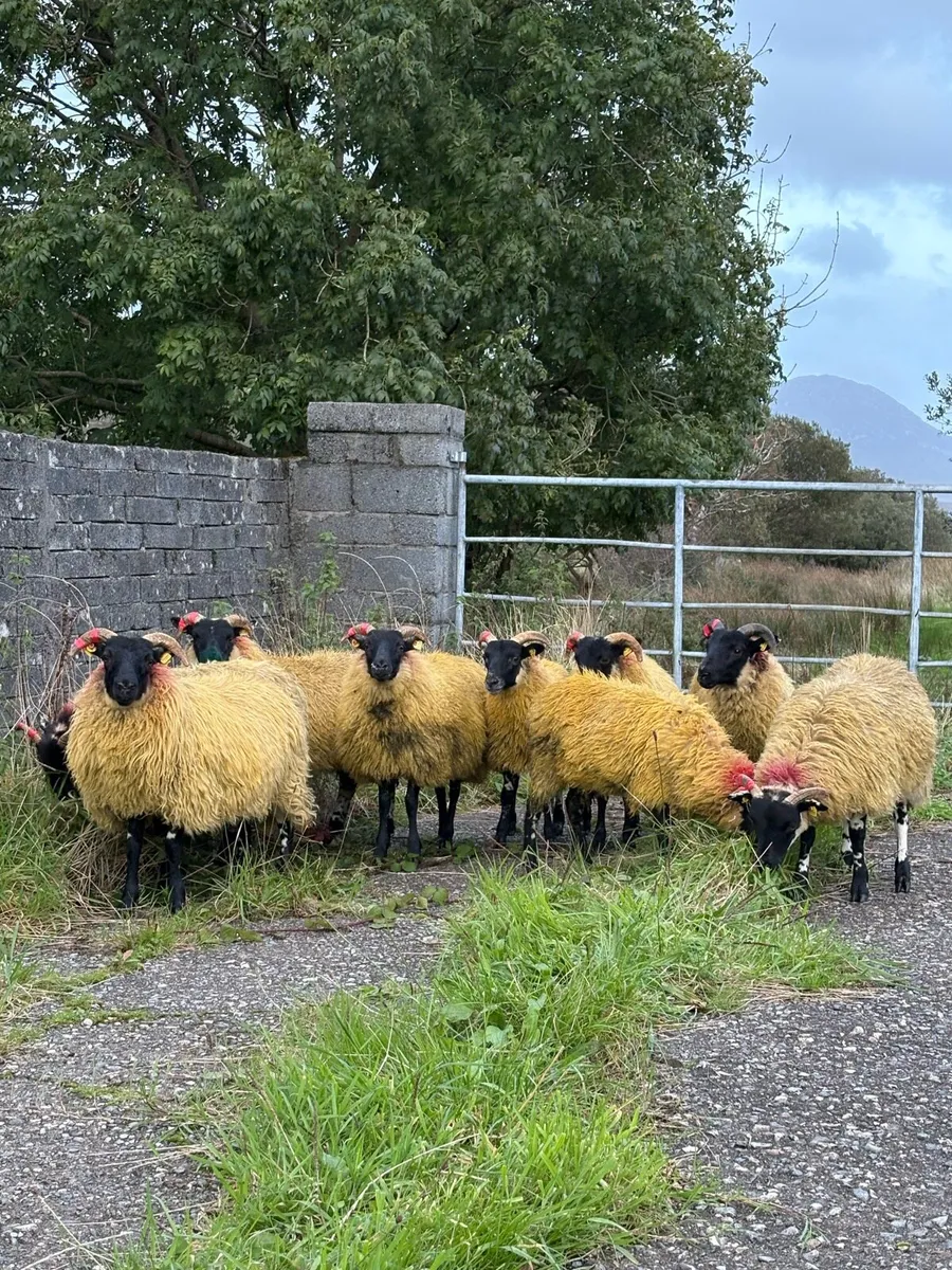 Lanark Cross Ewe Lambs - Image 4