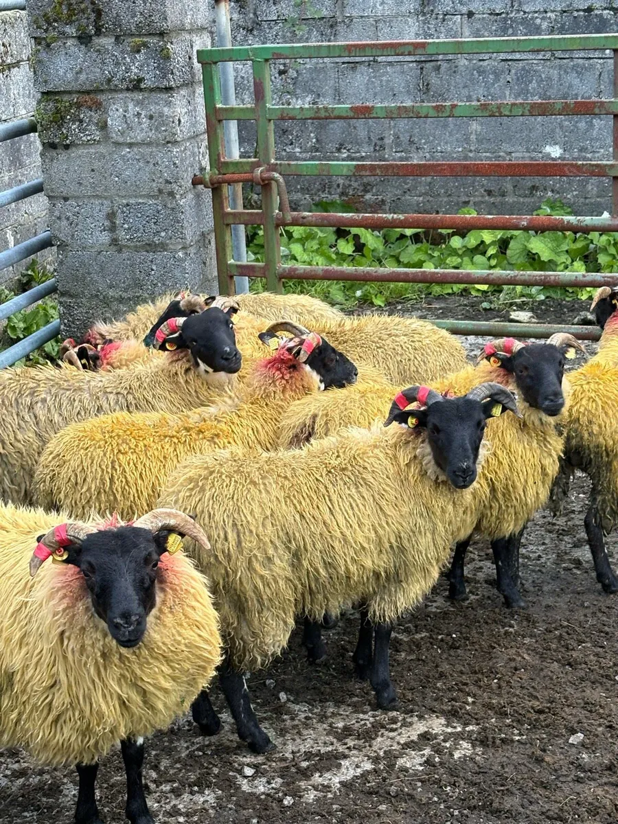 Lanark Cross Ewe Lambs - Image 3