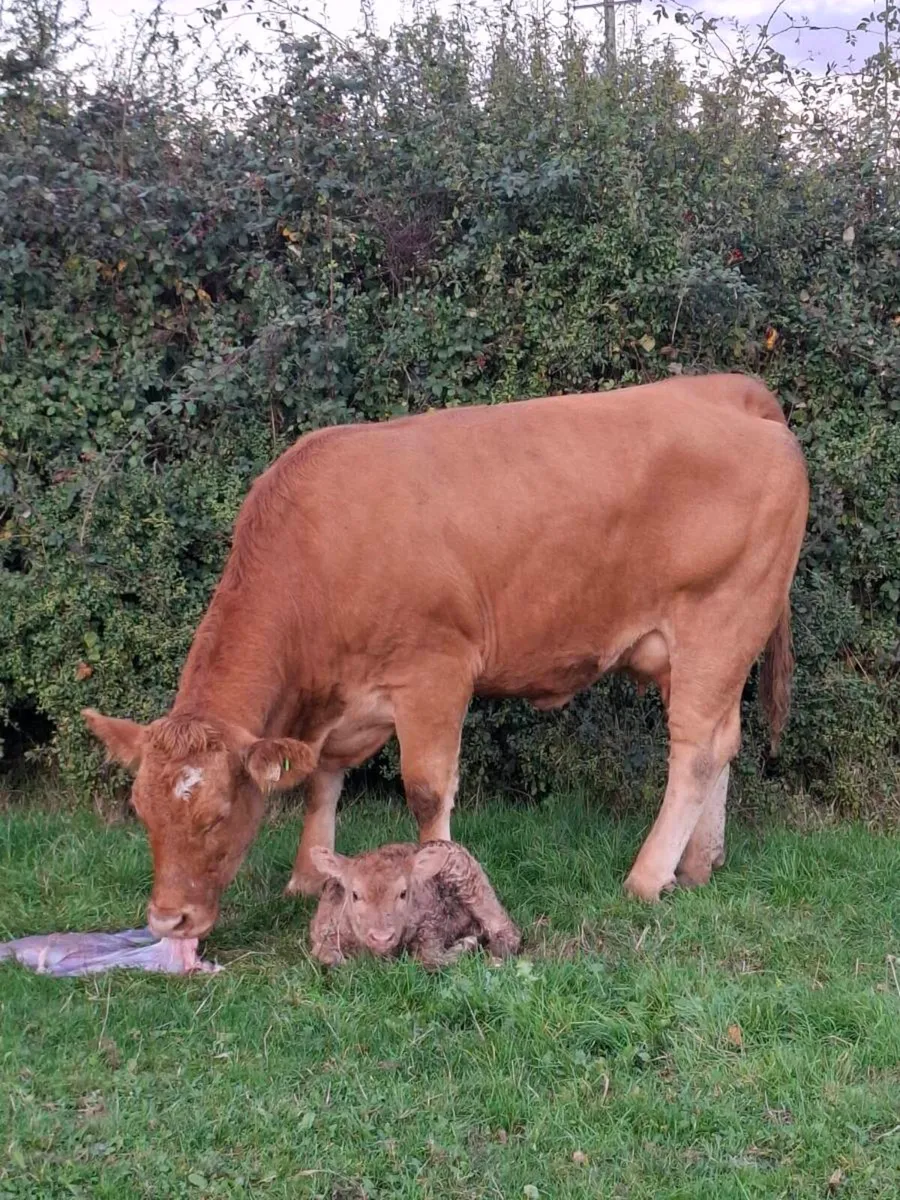 Super 1st calver freshly calved today - Image 2