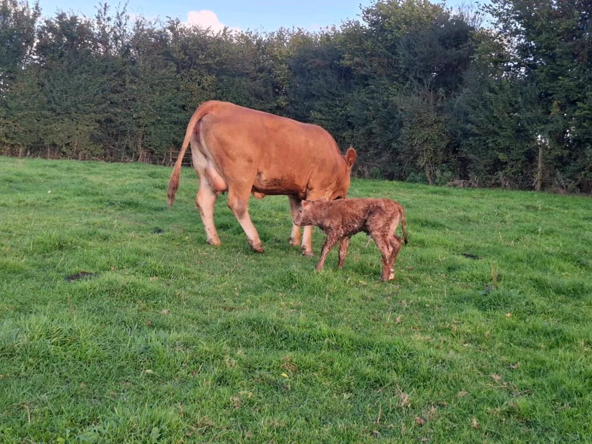 Super 1st calver freshly calved today - Image 3