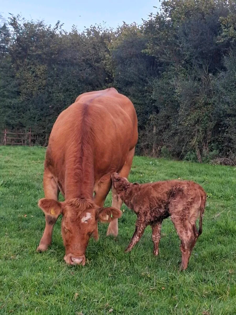 Super 1st calver freshly calved today - Image 4